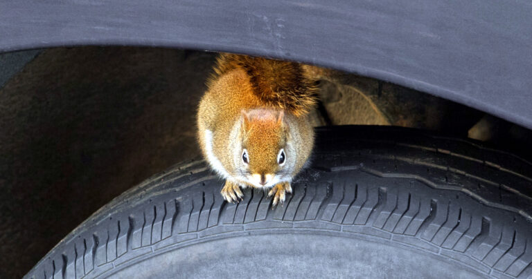 1663049600 How Can EV Owners Prevent Rodent Damage